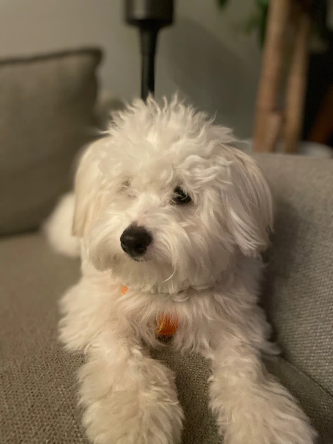 Leila profile