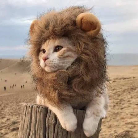 Lion profile