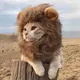 Lion profile