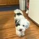 Ada profile