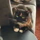 Fran profile