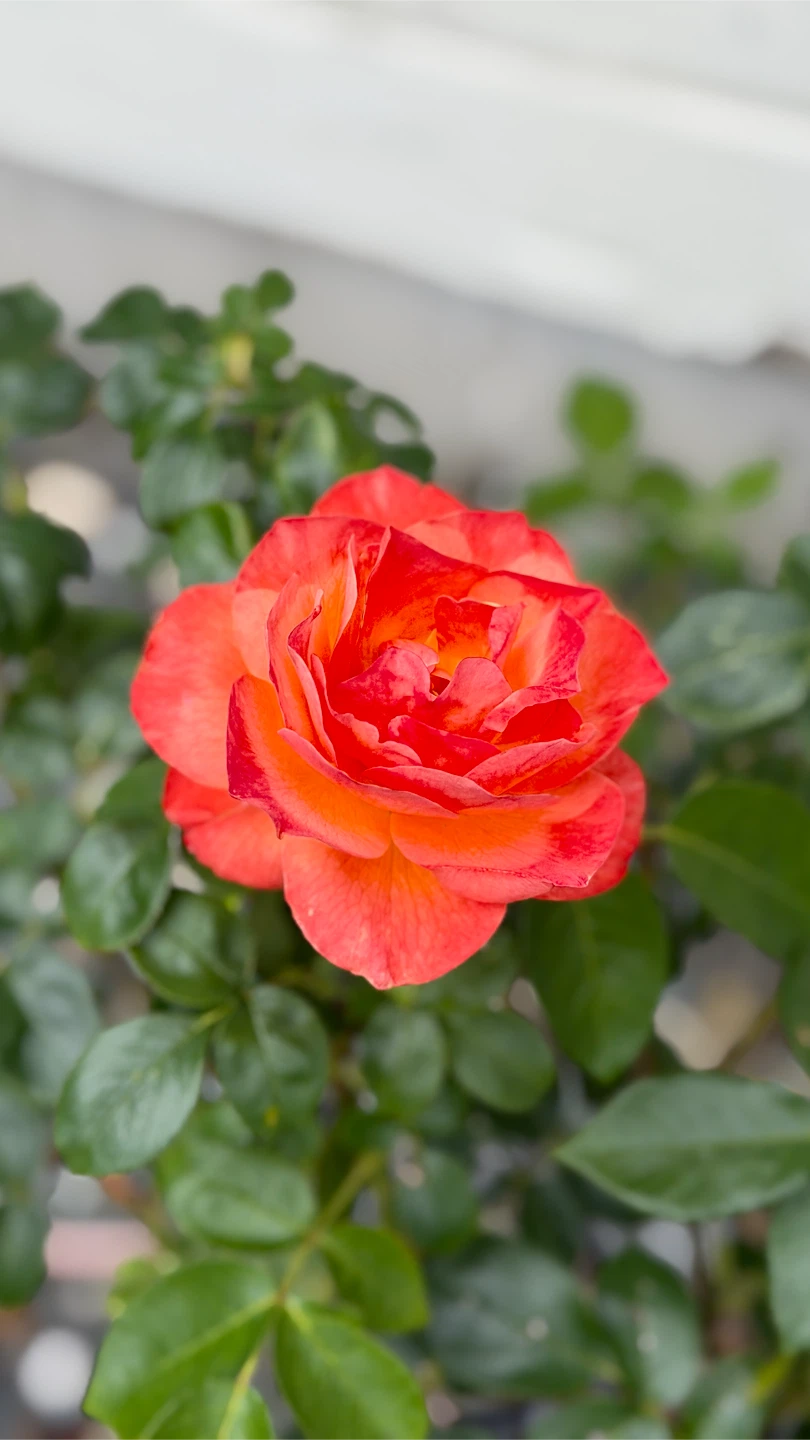 BB Rose profile