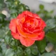 BB Rose profile