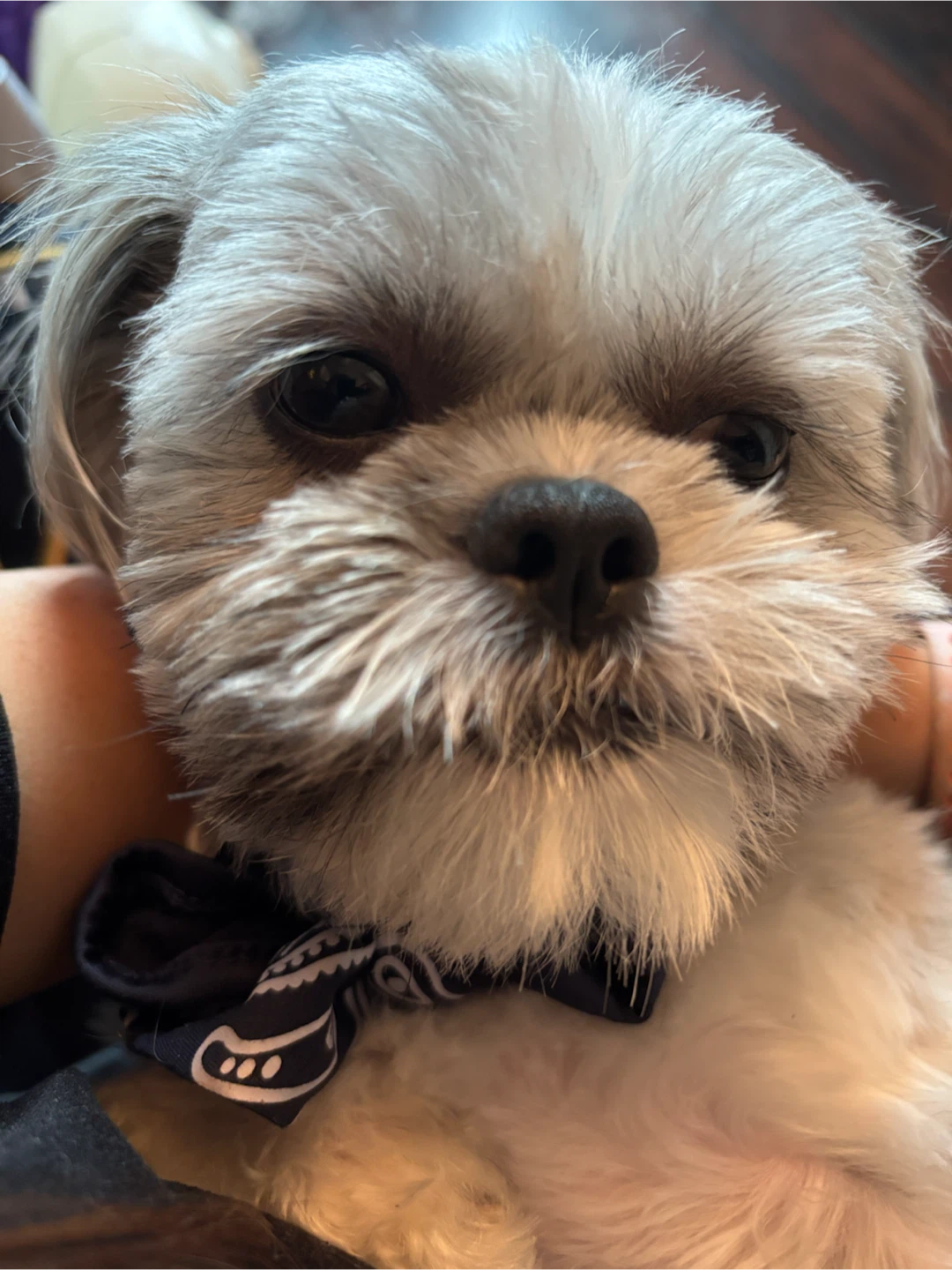 Koko profile