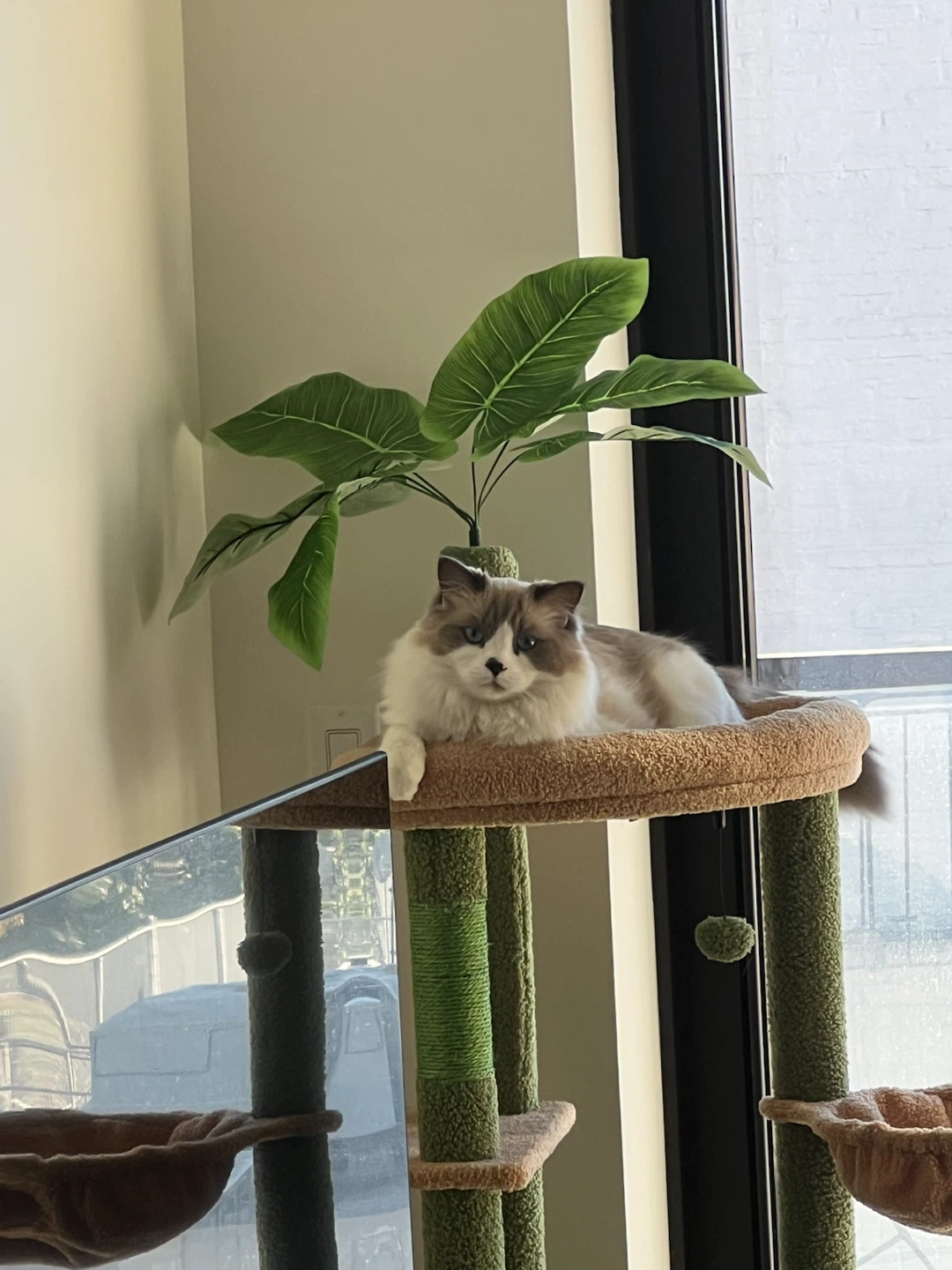 Calico profile