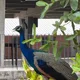 Mann profile