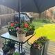Shae profile
