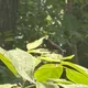 ABCDE123 profile