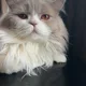 Khan profile