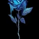 Blue Rose profile