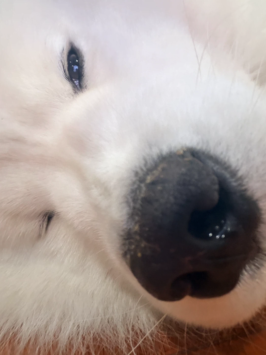 Victor profile