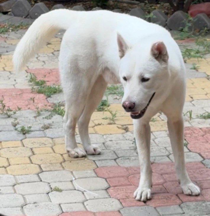 Meckie profile