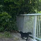 beez profile