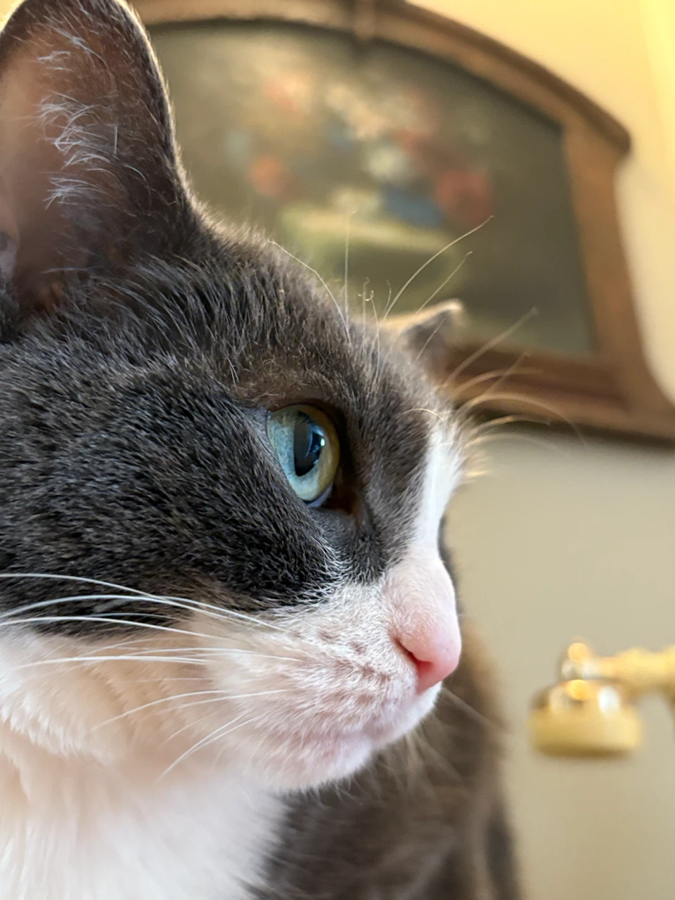 Nelly profile