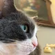 Nelly profile