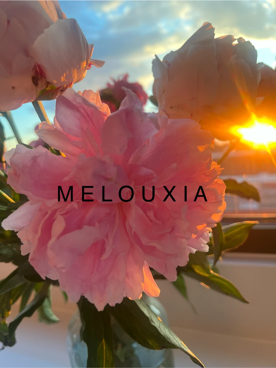 Melouxia profile