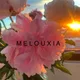 Melouxia profile