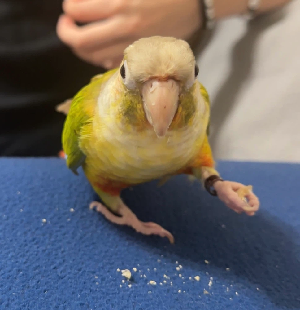 Sev profile