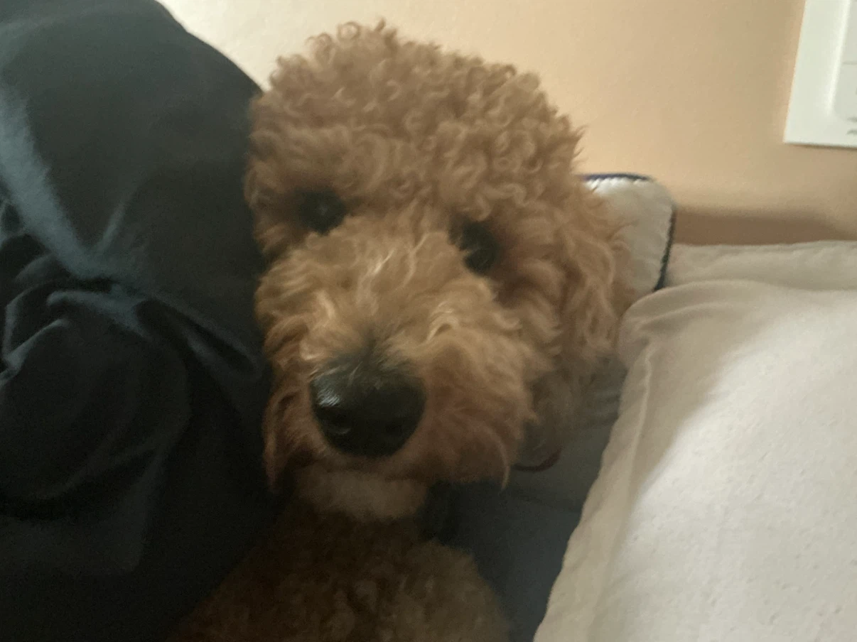 Noah profile