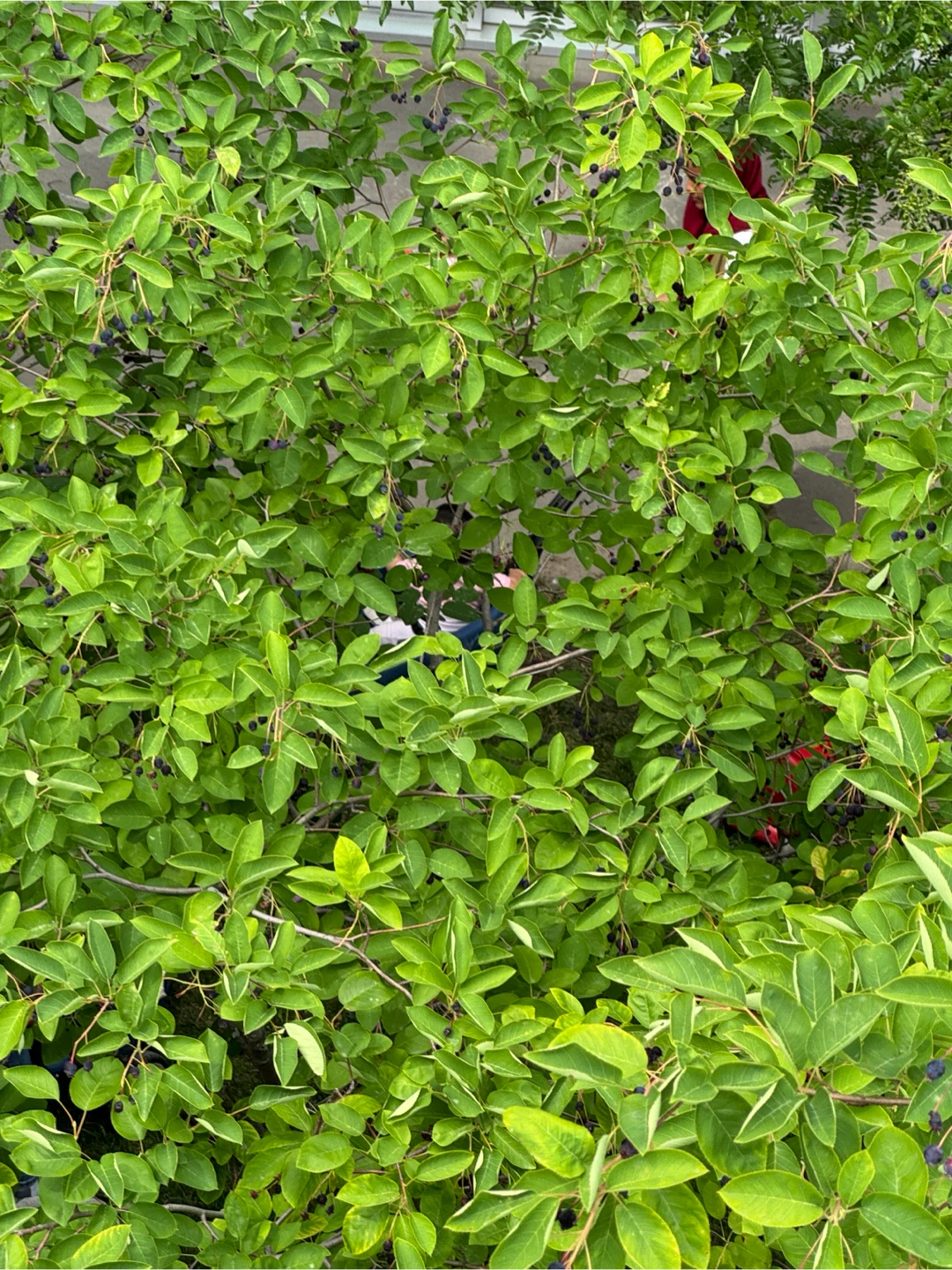 Ara