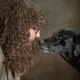 Kiah profile