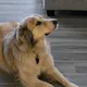 Ivan profile