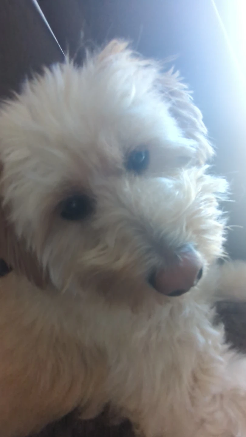 Braeden profile