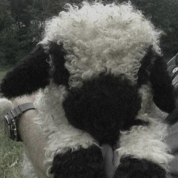 SheepyDREAMS profile