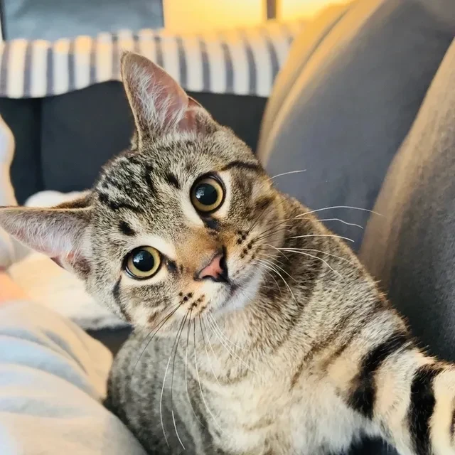 trev1 profile