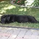 Grayson profile