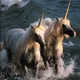 Furres profile