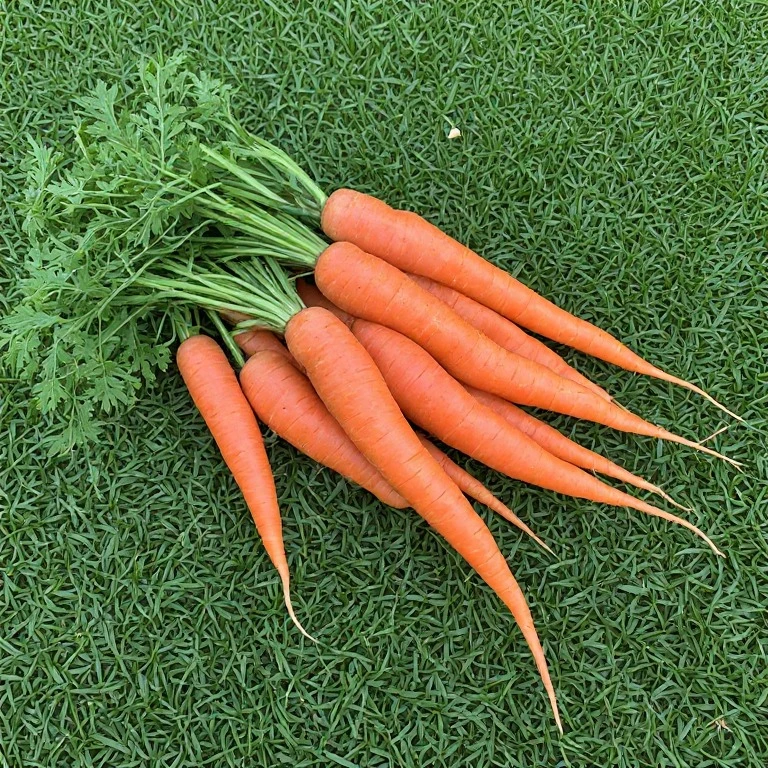 Carrotdealer8 profile