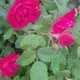 Saila Amin profile