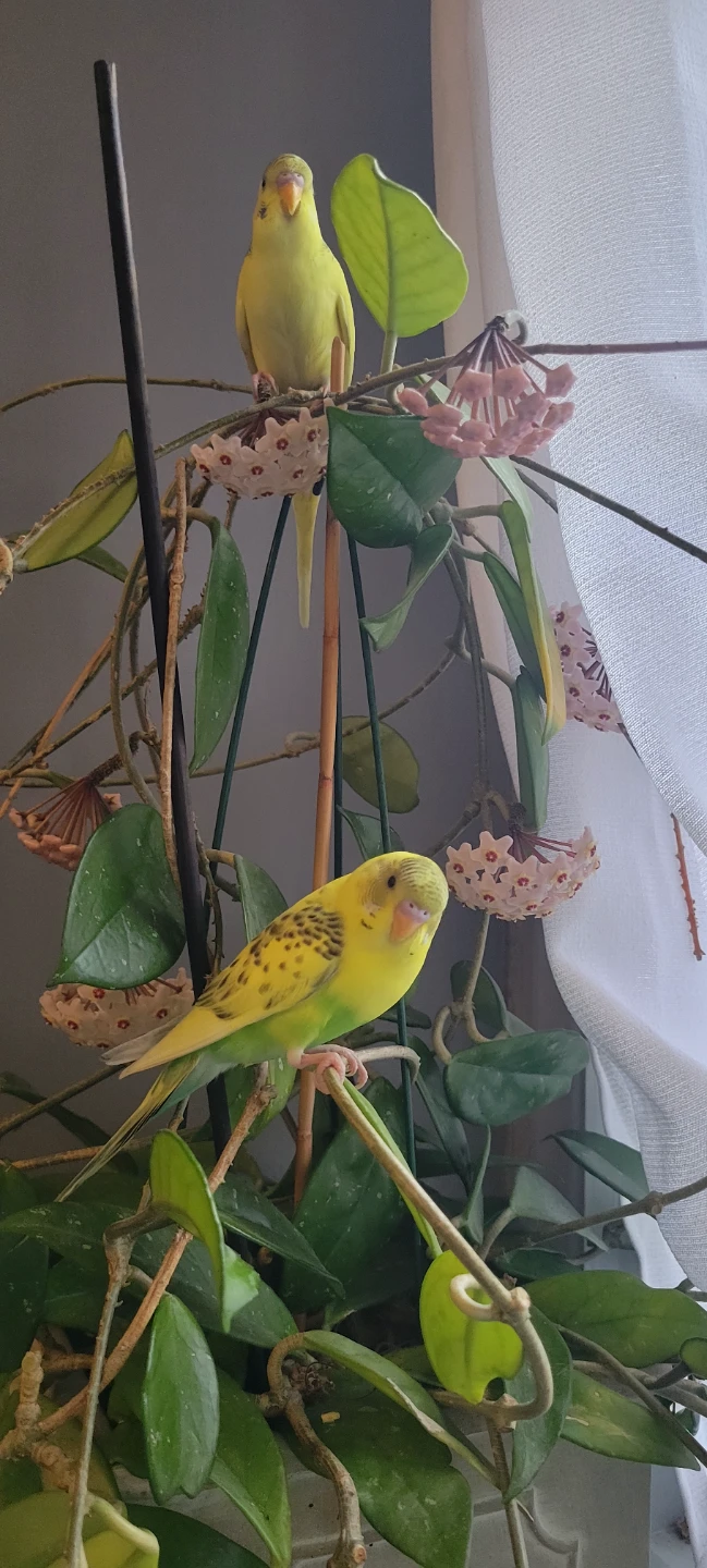 Ro profile