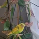 Ro profile