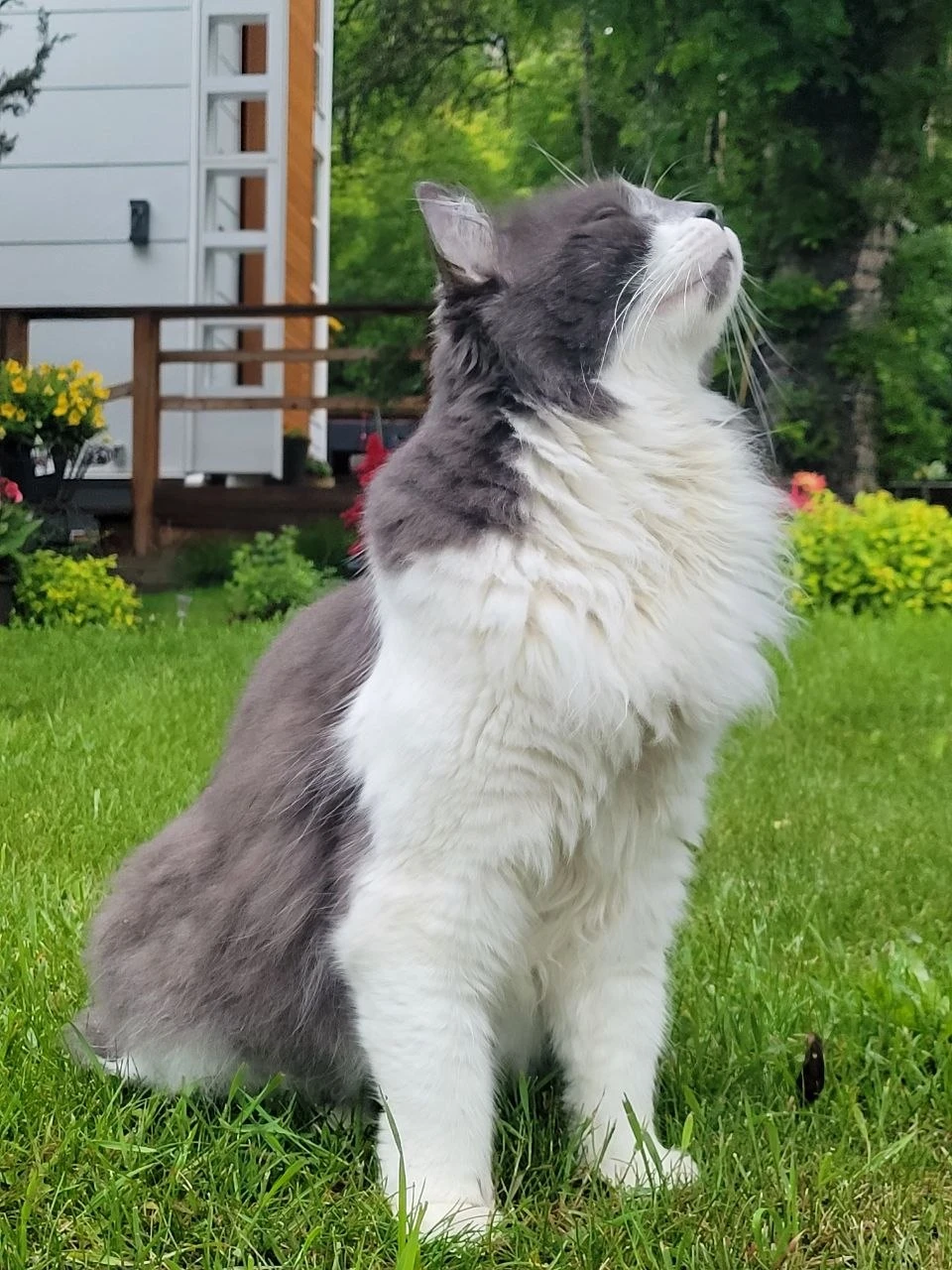 Shafir profile