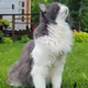 Shafir profile
