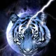Tiger profile