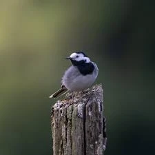 jack profile