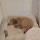 Sam profile