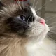 Austin profile