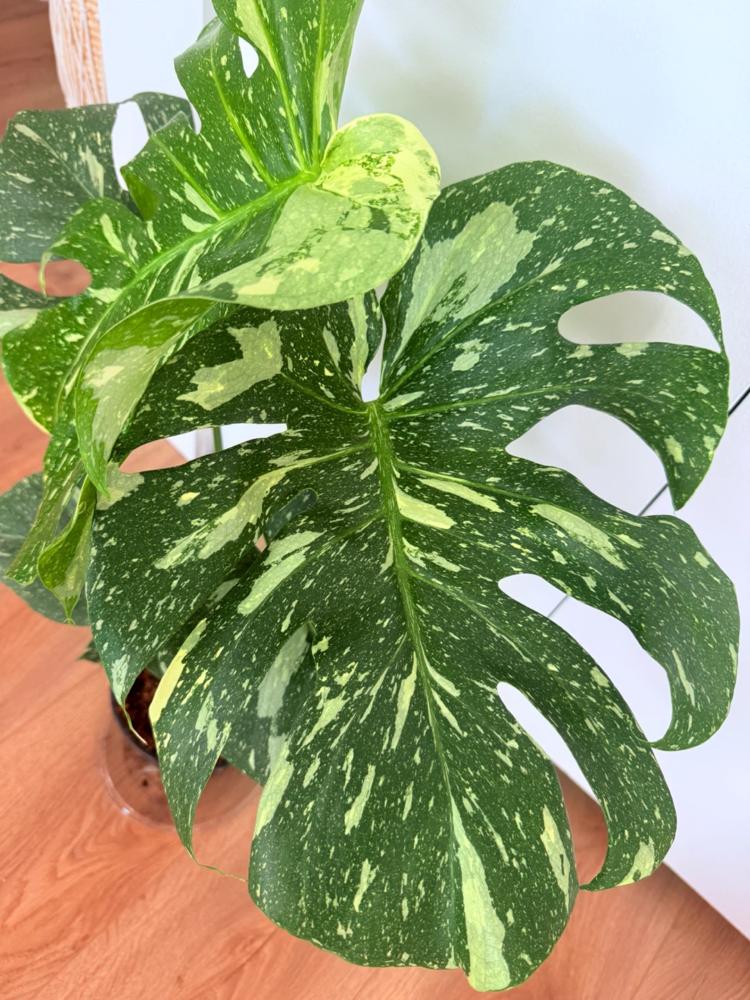 Sheris Botanical profile