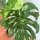 Sheris Botanical profile