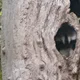 Veedo profile