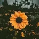 Susan profile