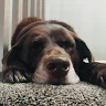 Dobby profile