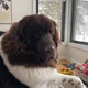 Ava profile