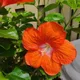 Betamona profile