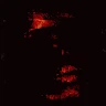 Mohammad profile