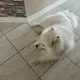 Atticus profile